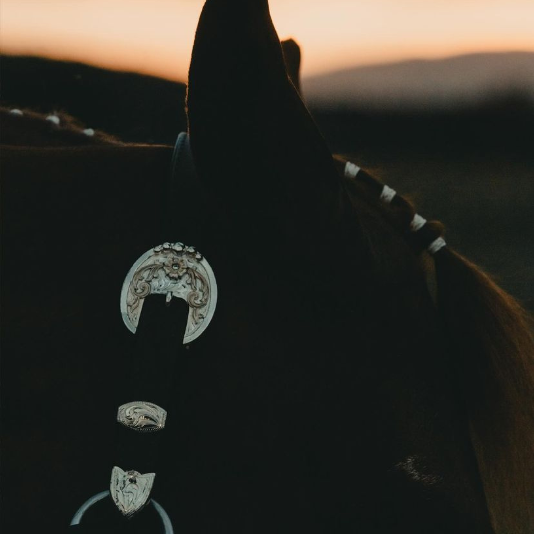Retired Halters