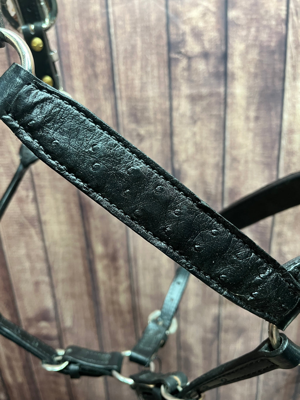 Caiman Halter #1 2Yr/Mare