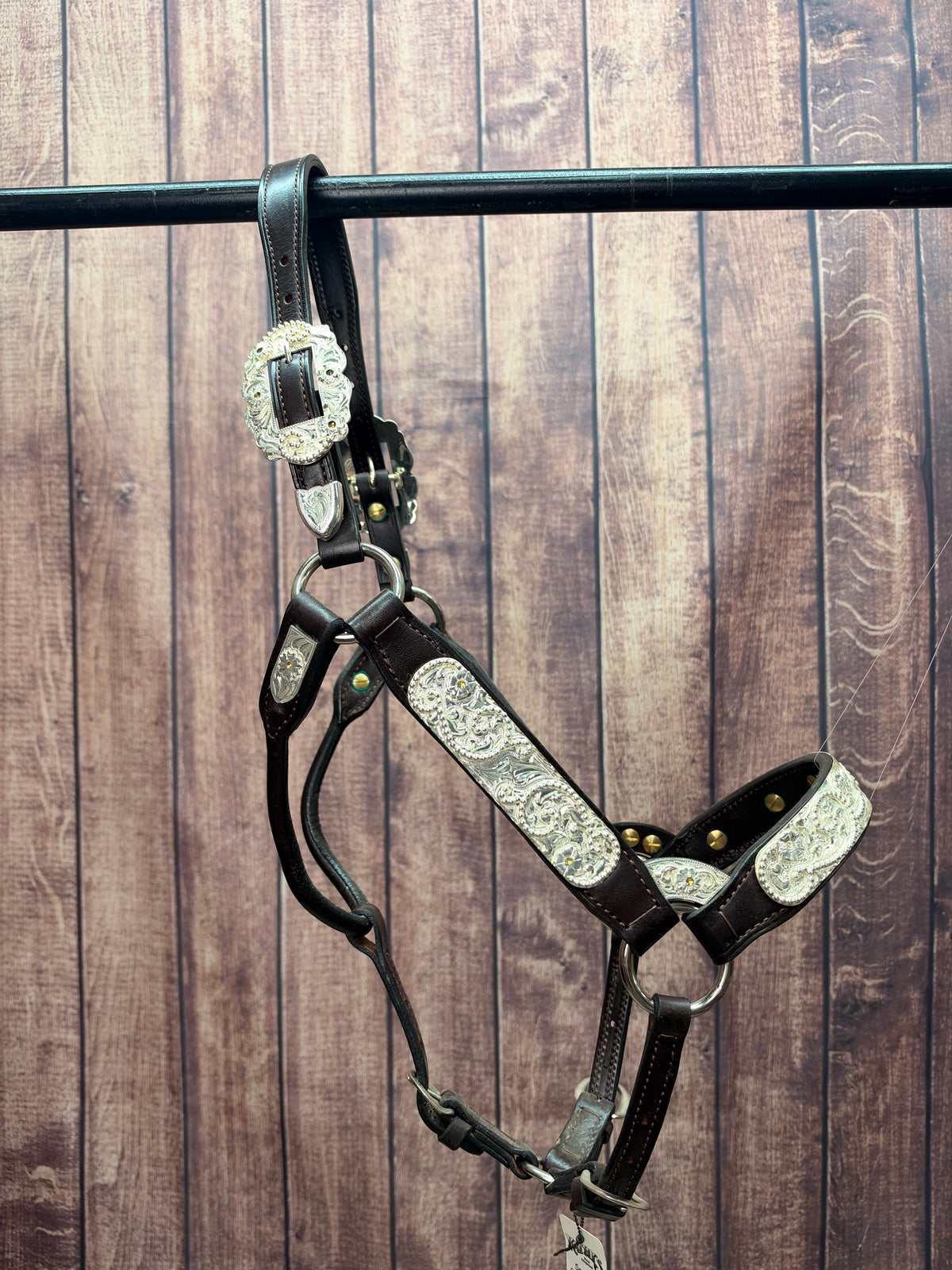 Santana 2yr/Mare Halter #285